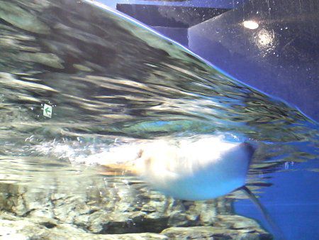 �y���M��(Penguin)