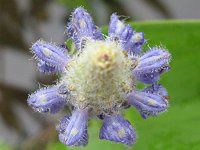 �|���e�f���A(Pontederia)