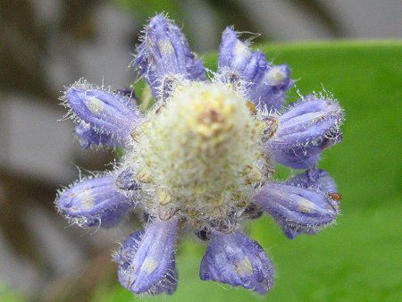 �|���e�f���A(Pontederia)