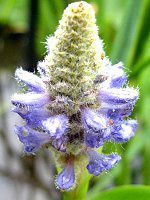 �|���e�f���A(Pontederia)�j