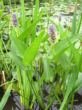 �|���e�f���A(Pontederia)
