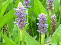 �|���e�f���A(Pontederia)