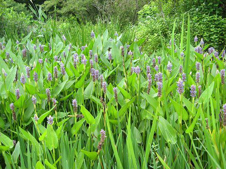 �|���e�f���A(Pontederia)