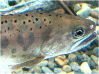 ���}��