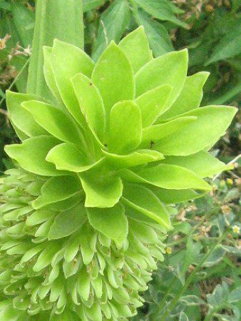�p�C�i�b�v�������[
