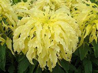 �A�}�����T�X�iAmaranthus�j