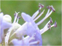 �Z�C���E�j���W���{�N�i���m�l�Q�؁j