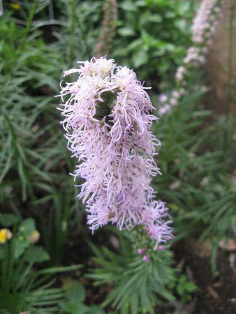 ���A�g���X(Liatris)