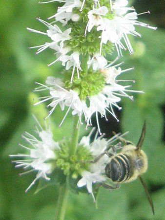 �z���C�g�y�p�[�~���g(White peppermint)