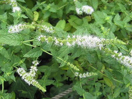 �z���C�g�y�p�[�~���g�iWhite peppermint�j