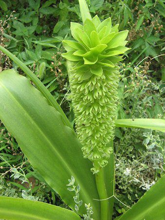 �p�C�i�b�v�������[�iPineapple lily�j