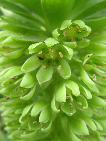 �p�C�i�b�v�������[