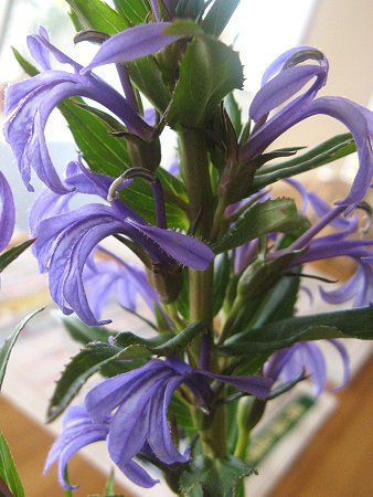 �T���M�L���E�i��j�[�j