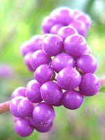 �R�����T�L�i�����j