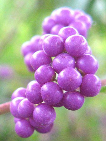 �R�����T�L�i�����j