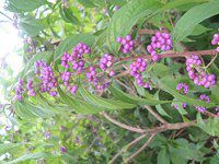 �R�����T�L�i�����j