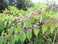 �R�����T�L�i�����j