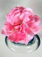 �J�[�l�[�V����(Carnation)