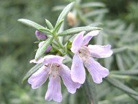 ���[�Y�}���[(Rosmary)