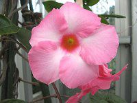 �f�B�v���f�j�A(Dipladenia)