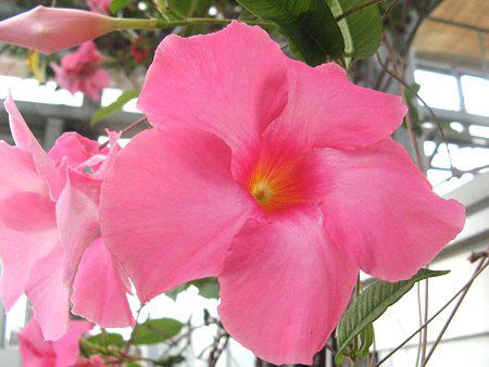 �f�B�v���f�j�A(Dipladenia)
