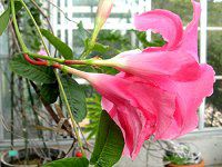 �f�B�v���f�j�A(Dipladenia)
