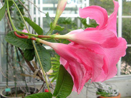 �f�B�v���f�j�A(Dipladenia)
