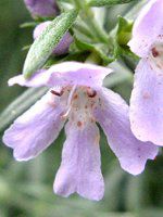 ���[�Y�}���[(Rosemary)