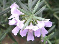 ���[�Y�}���[(Rosemary)