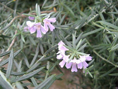 ���[�Y�}���[ (Rosemary)