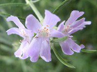 ���[�Y�}���[(Rosemary)