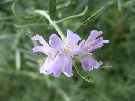 ���[�Y�}���[(Rosmary)