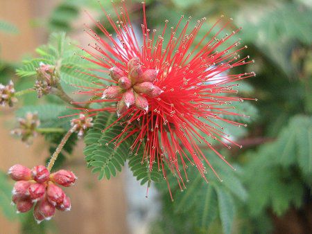 �J���A���h���E�G���I�t�B��(Calliandra eriophylla)