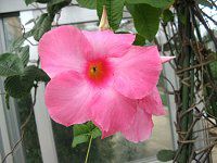 �f�B�v���f�j�A(Dipladenia)