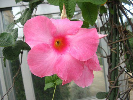 �f�B�v���f�j�A(Dipladenia)