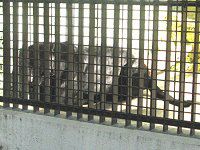 �N���W���K�[ ��Jagar�j