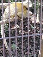�{���r�A���X�U���iBolivia �I�l���j
