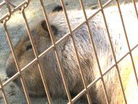 �J�s�o���iCapybara�j