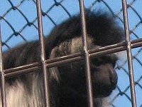 �A���S���R���u�X Angolan Colobus�j