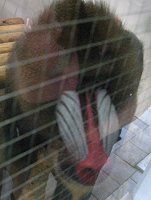 �}���h���� Mandrill�j