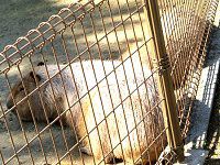 �J�s�o���iCapybara�j