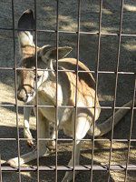 �A�J�J���K���[�i��Kangaroo�j