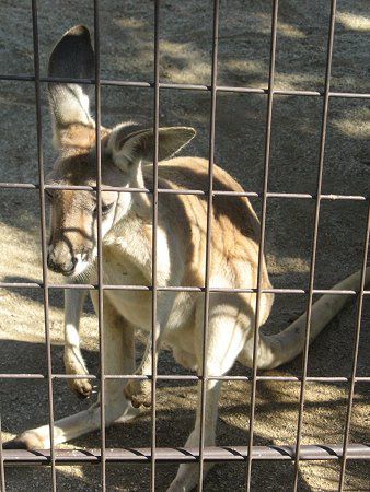 �A�J�J���K���[�i��Kangaroo�j
