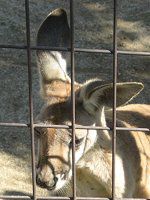 �A�J�J���K���[�i��Kangaroo�j