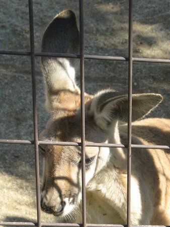 �A�J�J���K���[�i��Kangaroo�j