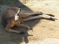 �A�J�J���K���[�i��Kangaroo�j