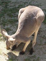 �A�J�J���K���[�i��Kangaroo�j