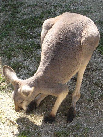 �A�J�J���K���[�i��Kangaroo�j