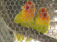 ���}�u�L�{�^���C���R�i�R�����O�C���R�j