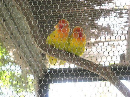 ���}�u�L�{�^���C���R